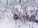 Solidago canadensis. Заснеженные засохшие плодоносящие побеги. Москва, окраина Жулебинского леса. 21.02.2006.