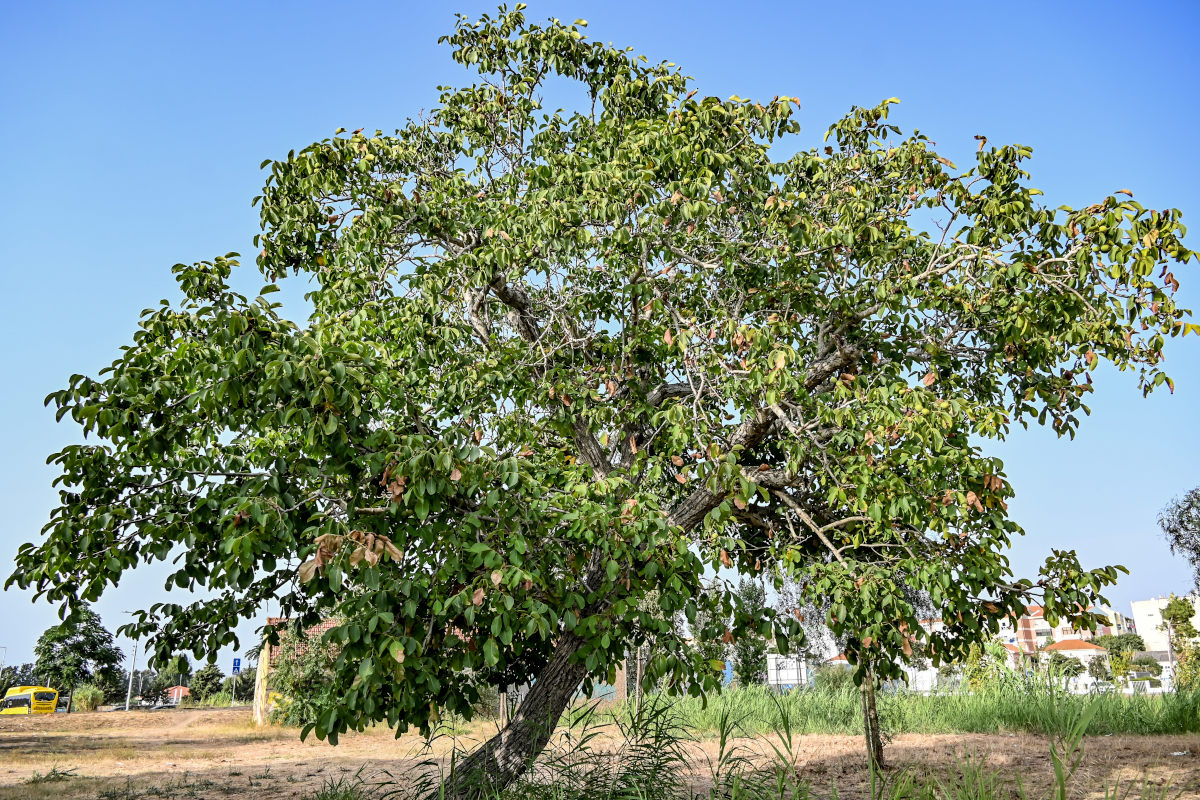 Image of Juglans regia specimen.