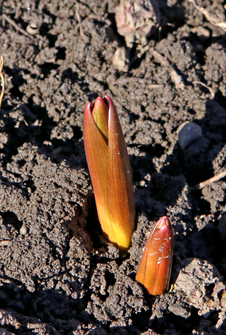 Image of Fritillaria imperialis specimen.
