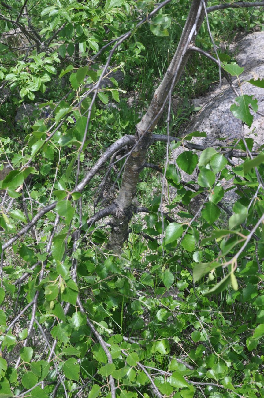 Изображение особи Betula litwinowii.