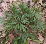 семейство Ranunculaceae. Вегетирующее растение. Московская обл., ГО Подольск, мкр-н Климовск, лесопарк \"Дубки\". 26.04.2024.