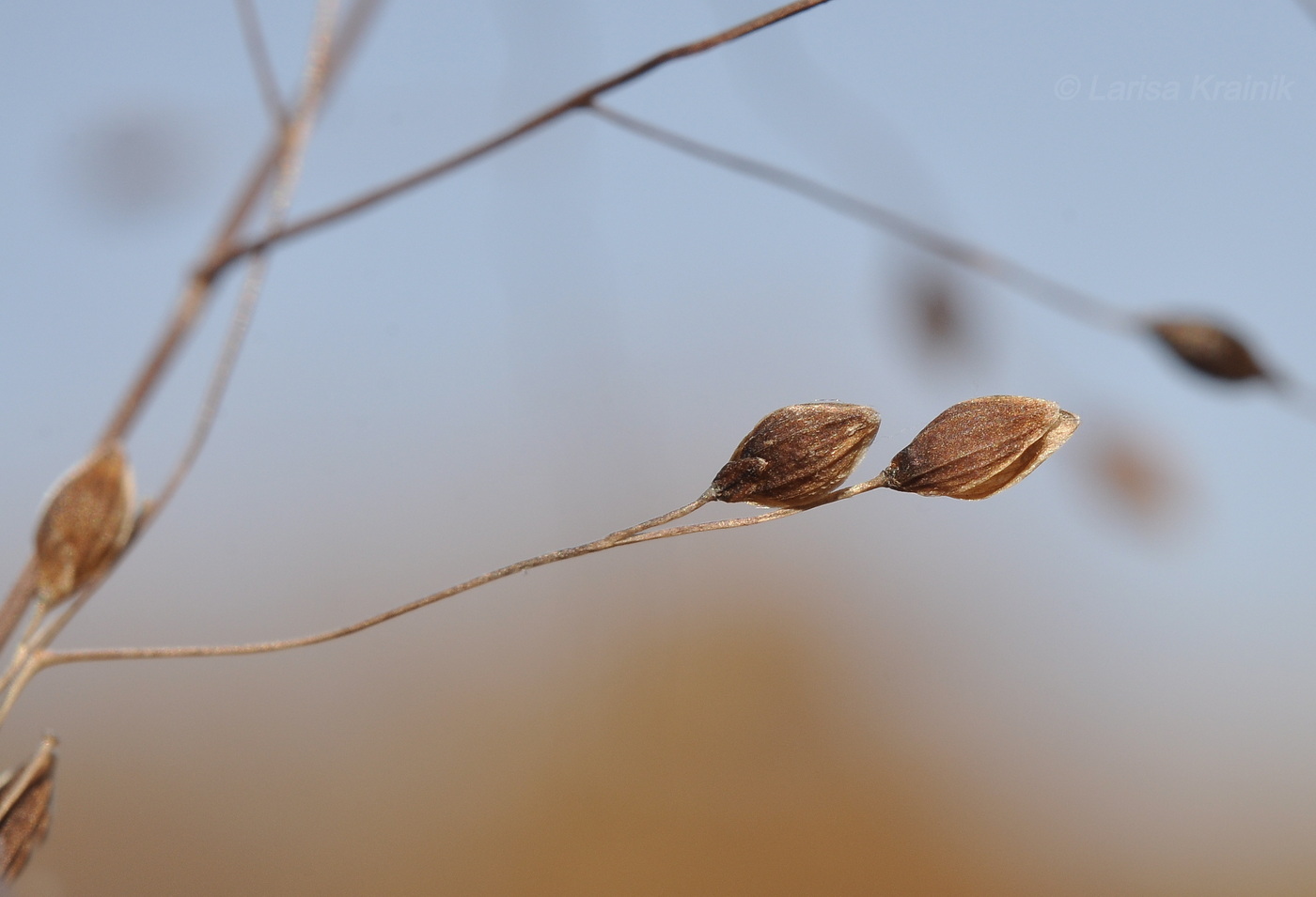 Image of familia Poaceae specimen.