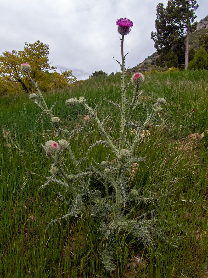 Image of Carduus uncinatus specimen.