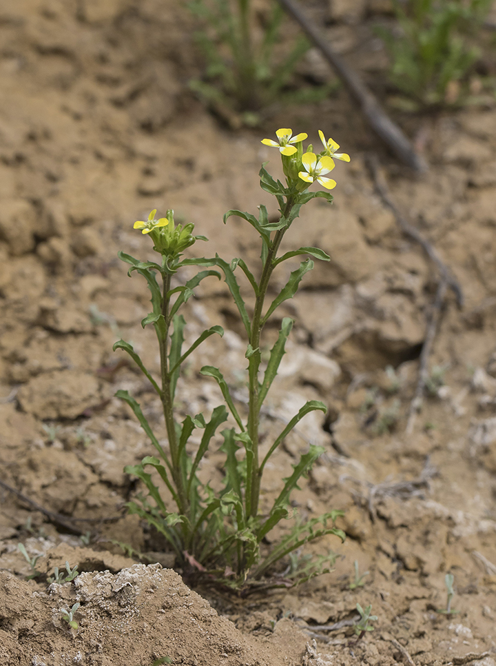 Image of Erysimum repandum specimen.