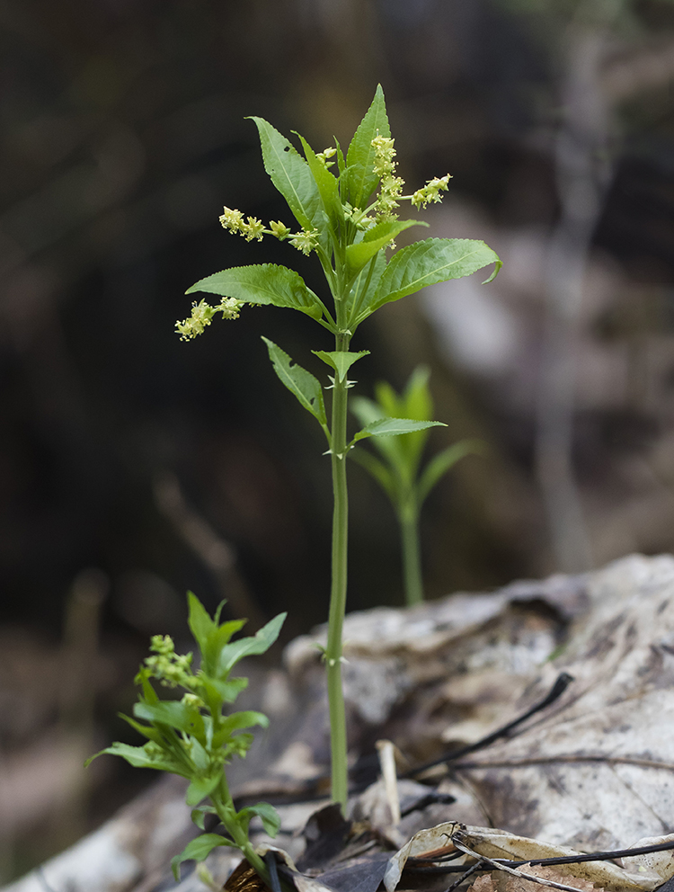 Image of Mercurialis perennis specimen.