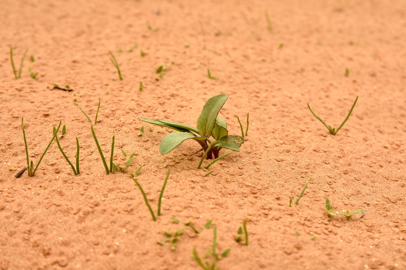 Изображение особи Xanthium orientale.