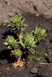 Rhodiola linearifolia. Растение в начале вегетации. Белгородская обл., пос. Ракитное, ул. Сосновая, 2, в культуре. 5 апреля 2026 г.