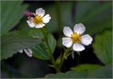 Fragaria vesca. Цветки с питающейся мухой. Московская обл., Раменский р-н, окр. ж.-д. платформы Хрипань, просека в смешанном лесу. 04.06.2026.