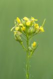 genus Sisymbrium. Соцветие с завязавшимися плодами, цветками и бутонами. Ростовская обл., Белокалитвенский р-н, окр. хут. Титов, степь. 24.05.2026.
