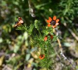 Adonis flammea