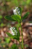 Chloranthus quadrifolius. Верхушки цветущих растений. Южное Приморье, Чёрные горы, заповедник \"Кедровая падь\". 12.05.2009.