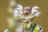 Salvia aethiopis. Соцветие. Ростовская обл., Зерноградский р-н, окр. хут. Заполосный, степной склон. 07.06.2026.