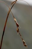 Carex ledebouriana. Полуосыпавшийся женский колосок. Полярный Урал, верховья ручья Кемьрезьрузь, верхняя часть склона горы, разнотравно-злаковый луг. 12.08.2026.