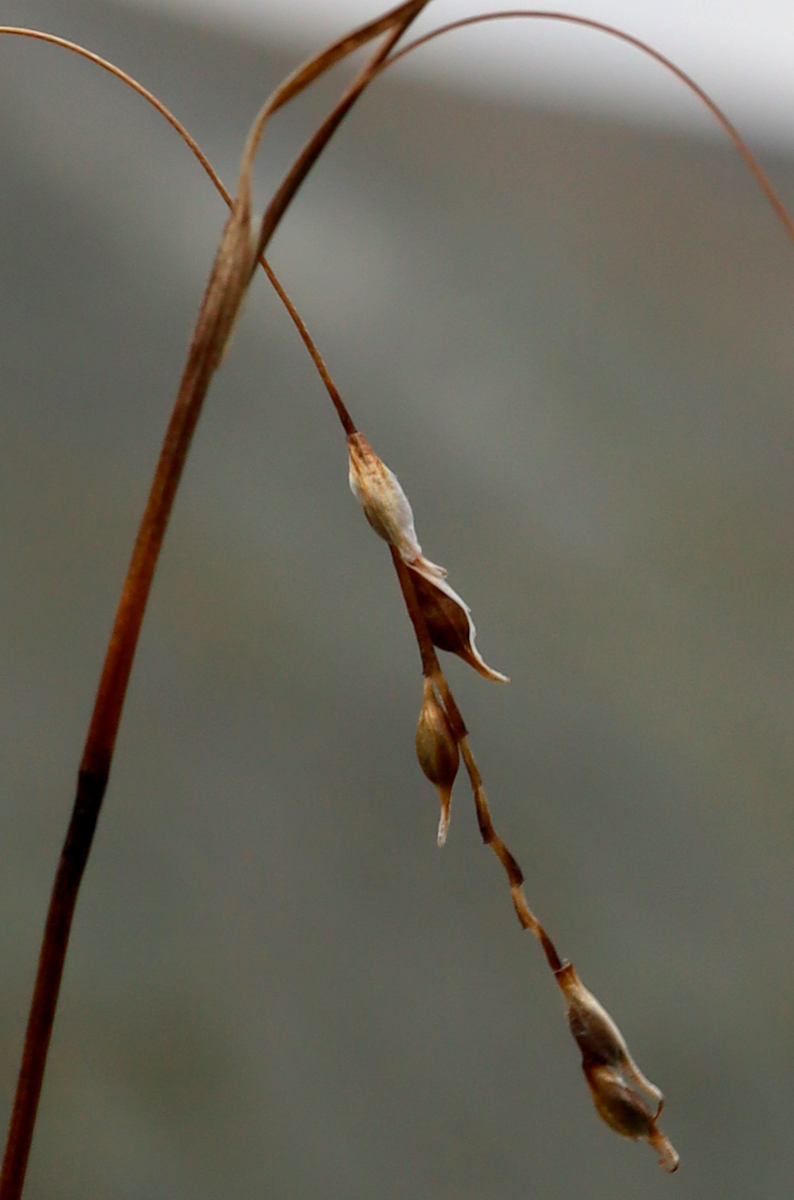 Image of Carex ledebouriana specimen.