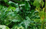 Brassica oleracea