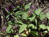 genus Prunella