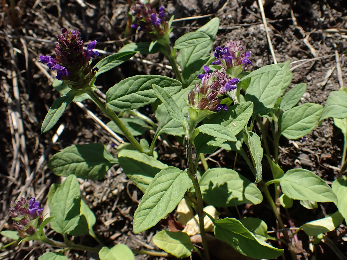 Image of genus Prunella specimen.