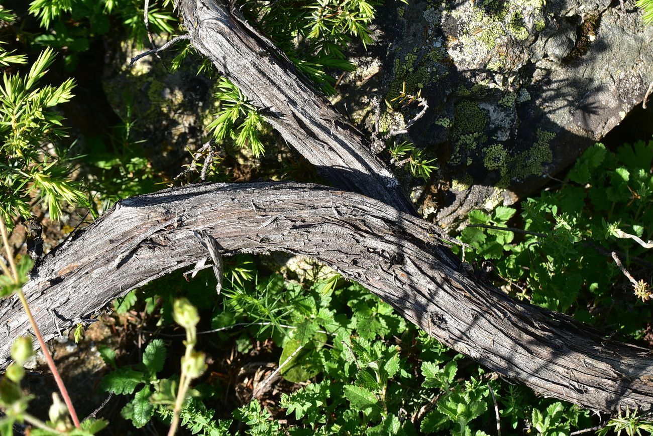 Image of genus Juniperus specimen.
