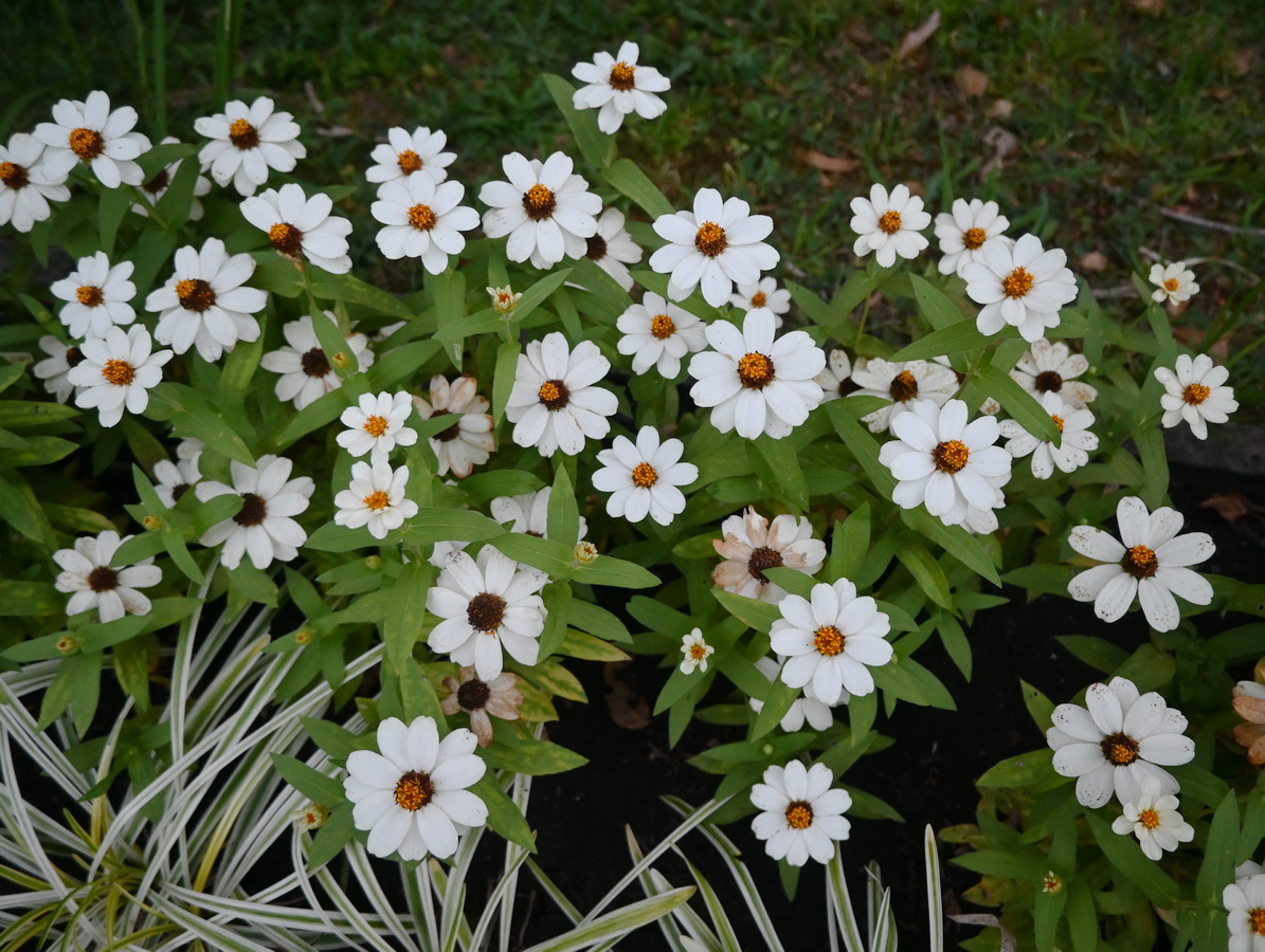 Image of genus Zinnia specimen.