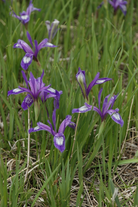 Изображение особи Iris ruthenica.