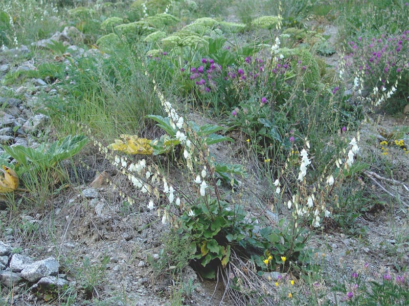 Image of Campanula alliariifolia specimen.