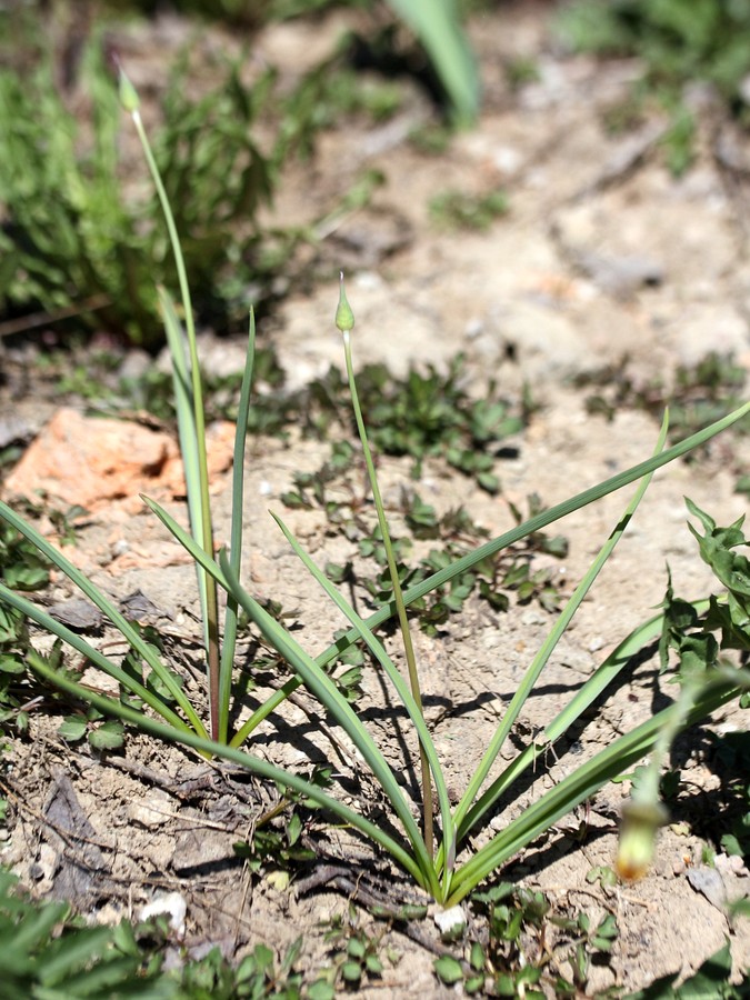 Image of Allium rosenorum specimen.