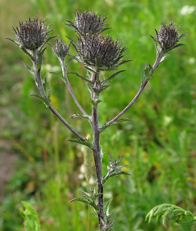 Изображение особи Carlina intermedia.