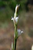 Bufonia parviflora