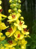 Verbascum nigrum. Часть соцветия. Новосибирская обл., г. Новосибирск, дендропарк. 24 июля 2011 г.