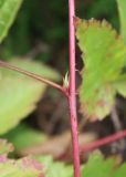 Rubus saxatilis. Часть побега. Ленинградская обл., Кингисеппский р-н. 30.07.2011.