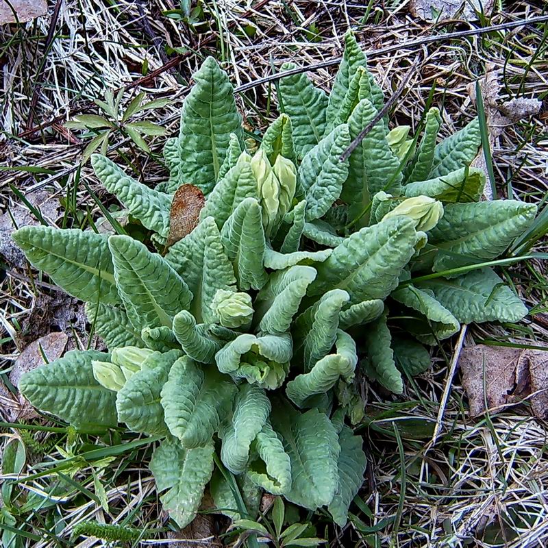 Image of Primula macrocalyx specimen.