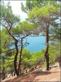 Pinus pityusa
