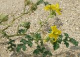 Solanum cornutum