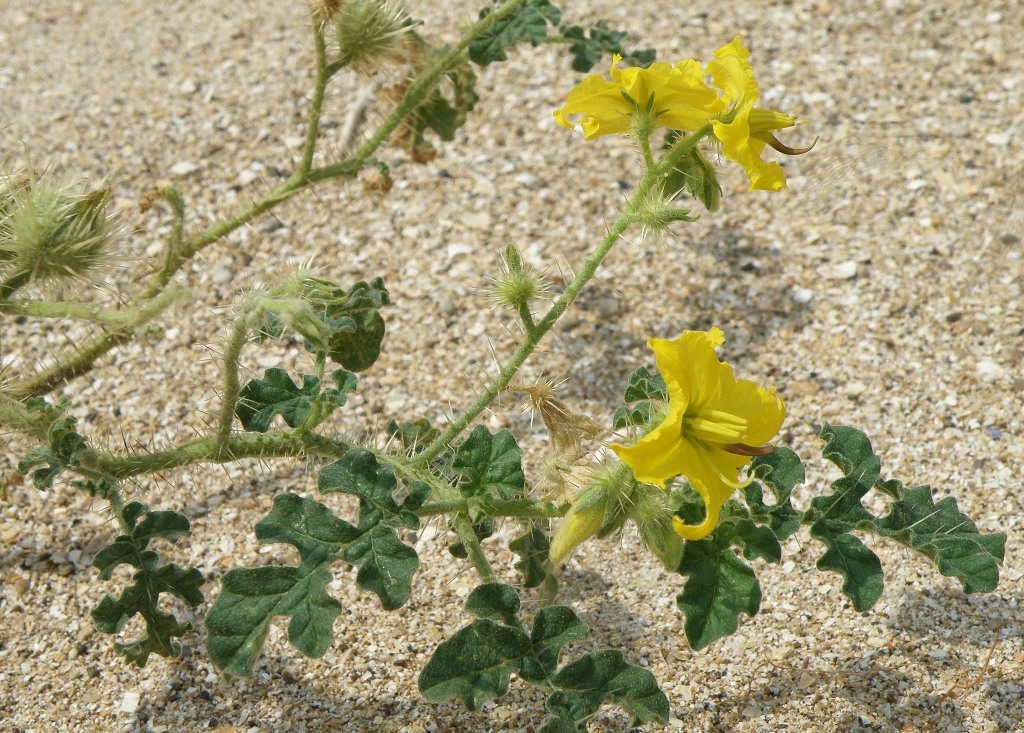 Изображение особи Solanum cornutum.