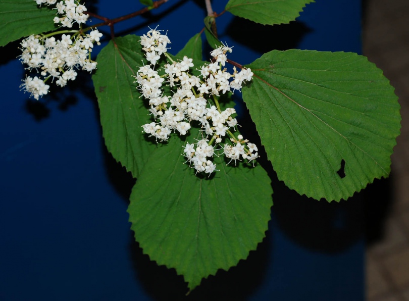 Изображение особи Viburnum wrightii.