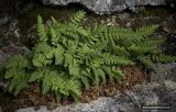 Woodsia ilvensis