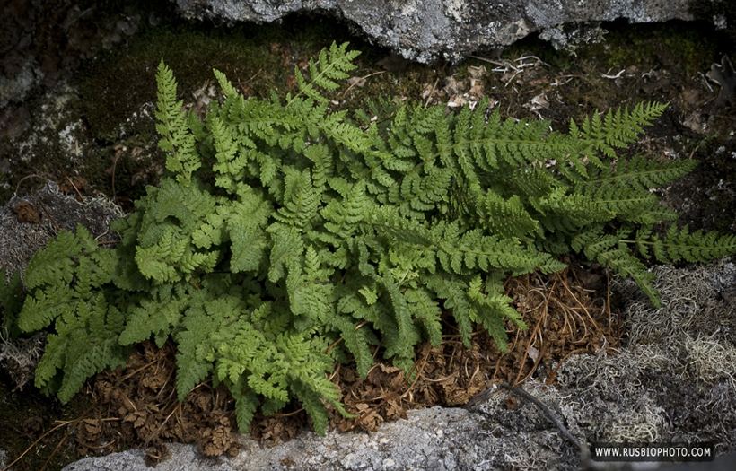 Image of Woodsia ilvensis specimen.