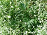 Crambe orientalis