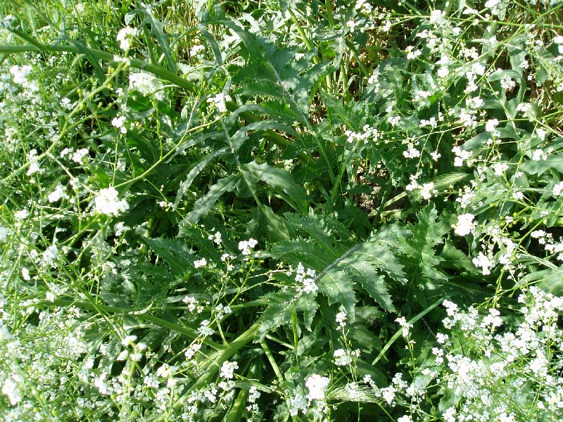 Image of Crambe orientalis specimen.