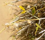 Astragalus paucijugus. Побег с плодами. Каракумы. Июнь 2011 г.