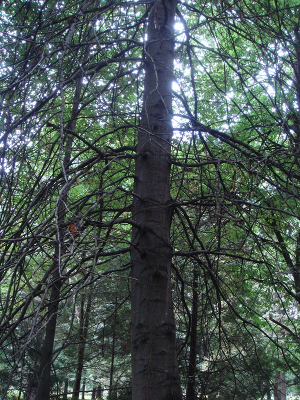 Image of Quercus palustris specimen.