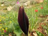 Arum palaestinum. Соцветие и лист. Израиль, Самария, петрофитный луг. 25.03.2010.