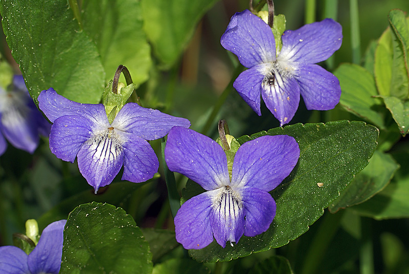 Image of Viola canina specimen.