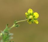 Potentilla soongorica