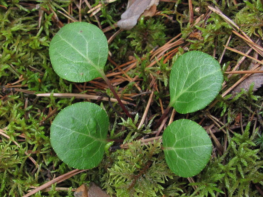 Image of Pyrola chlorantha specimen.