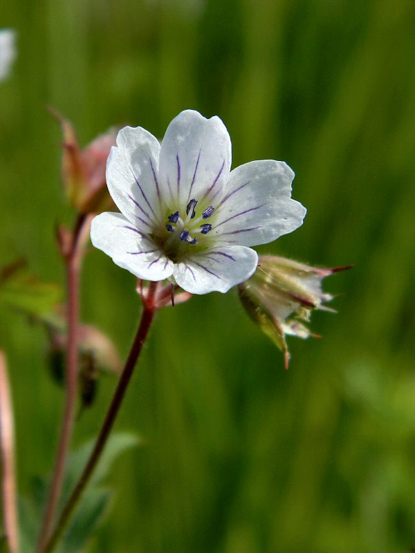 Изображение особи Geranium krylovii.