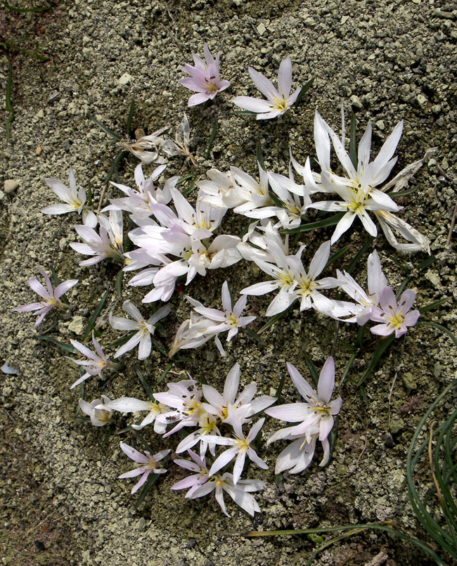 Image of Merendera candidissima specimen.