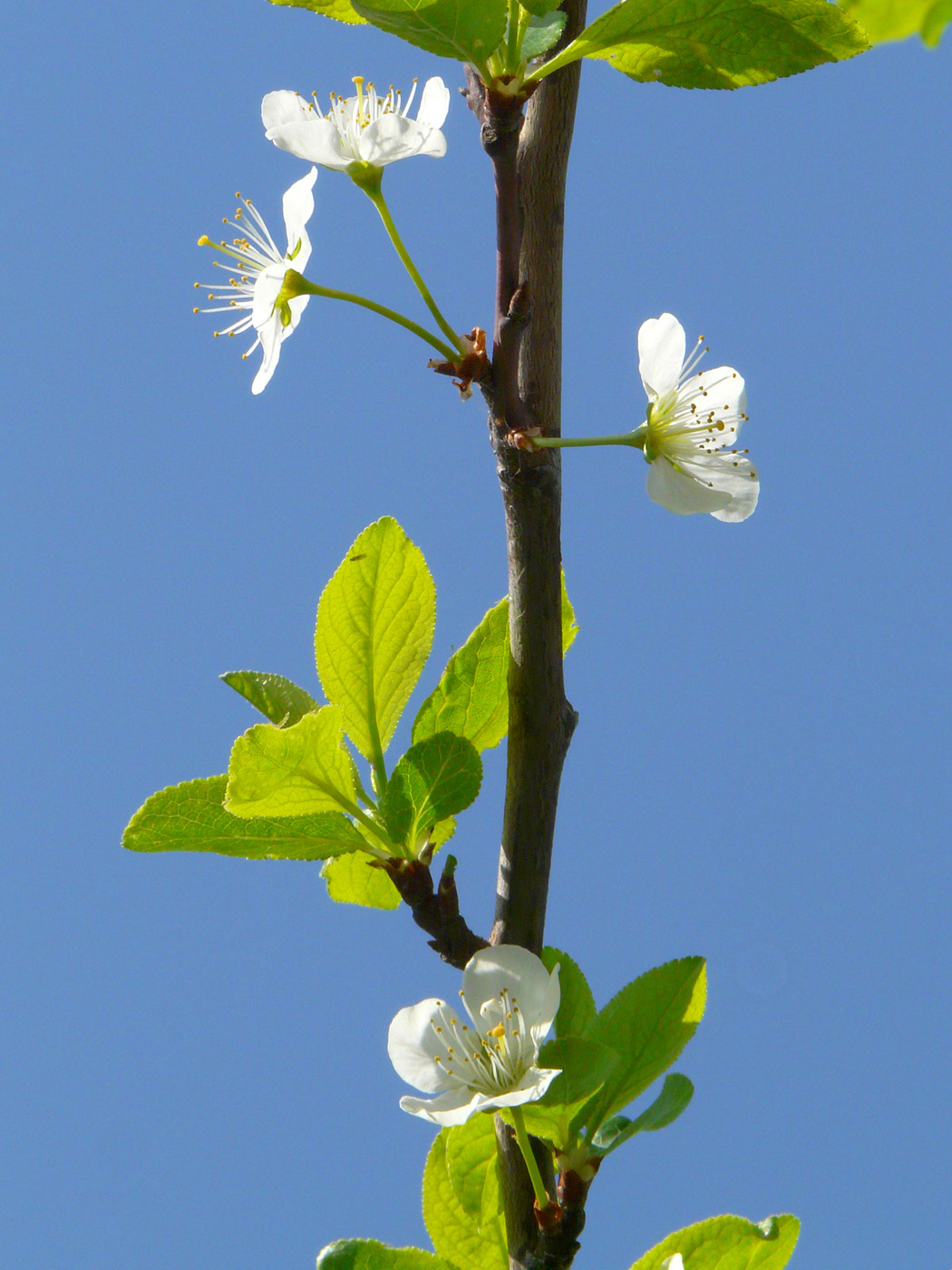 Изображение особи Prunus domestica.