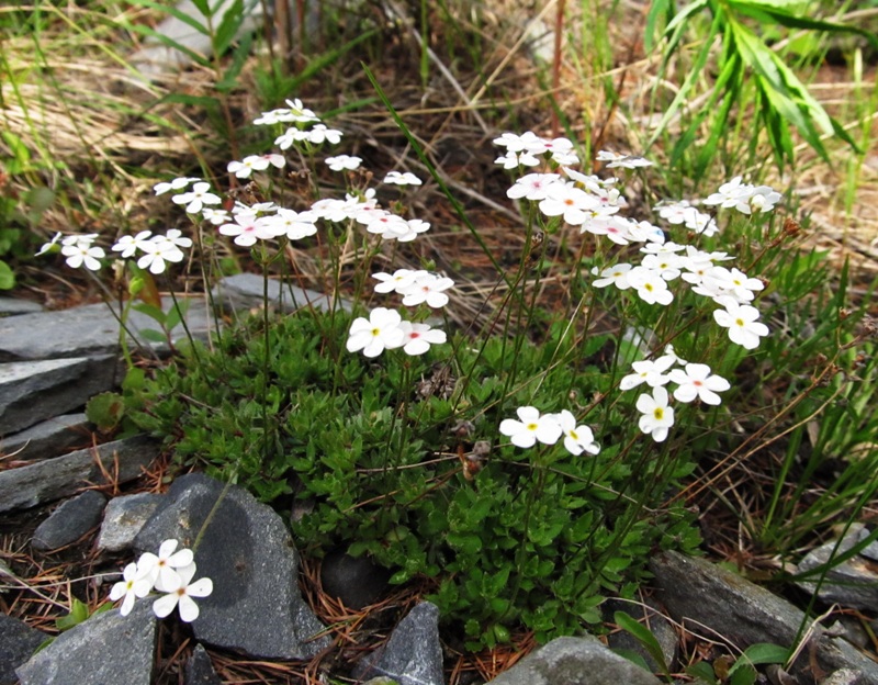 Image of Androsace lehmanniana specimen.