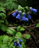 Mertensia stylosa